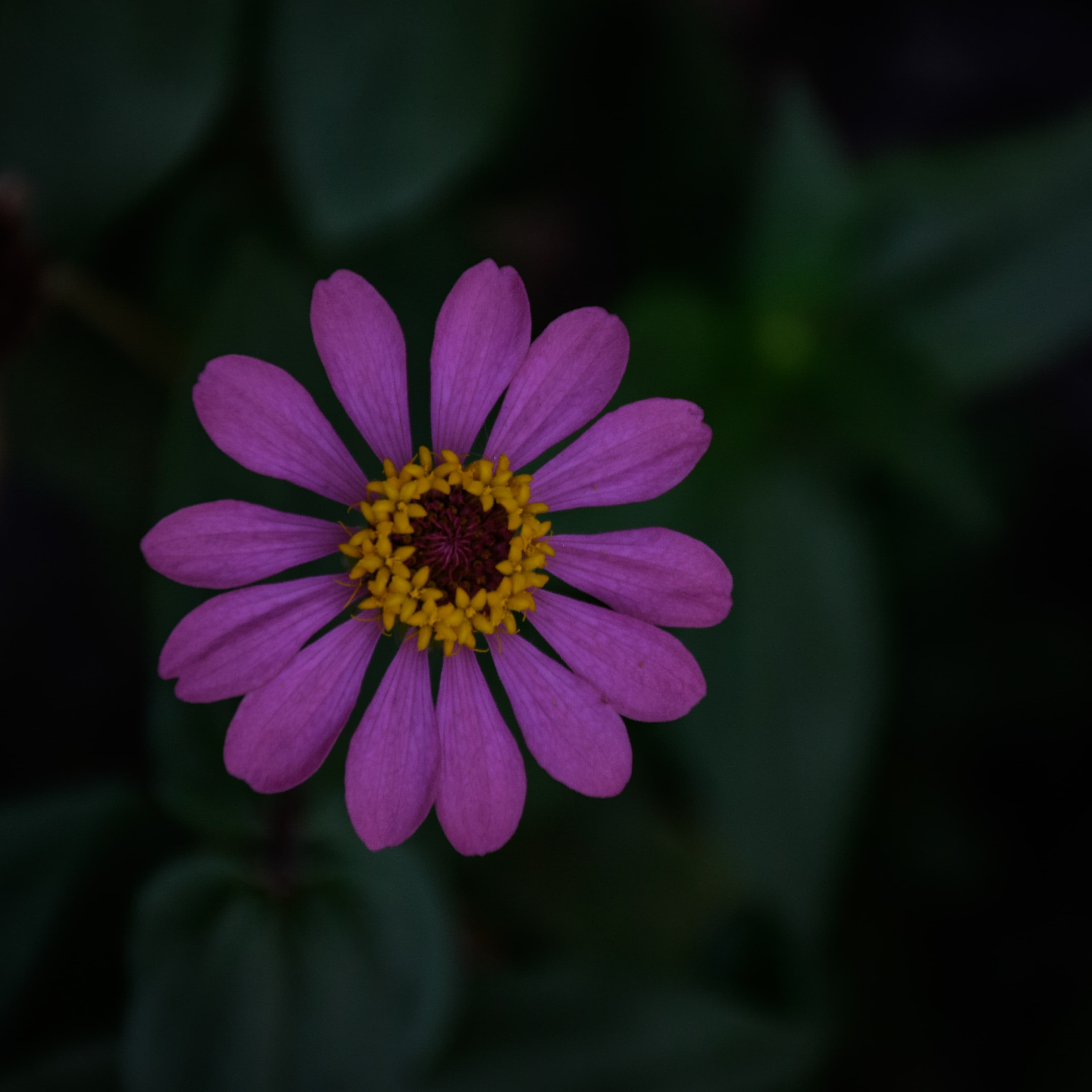 A floating bloom