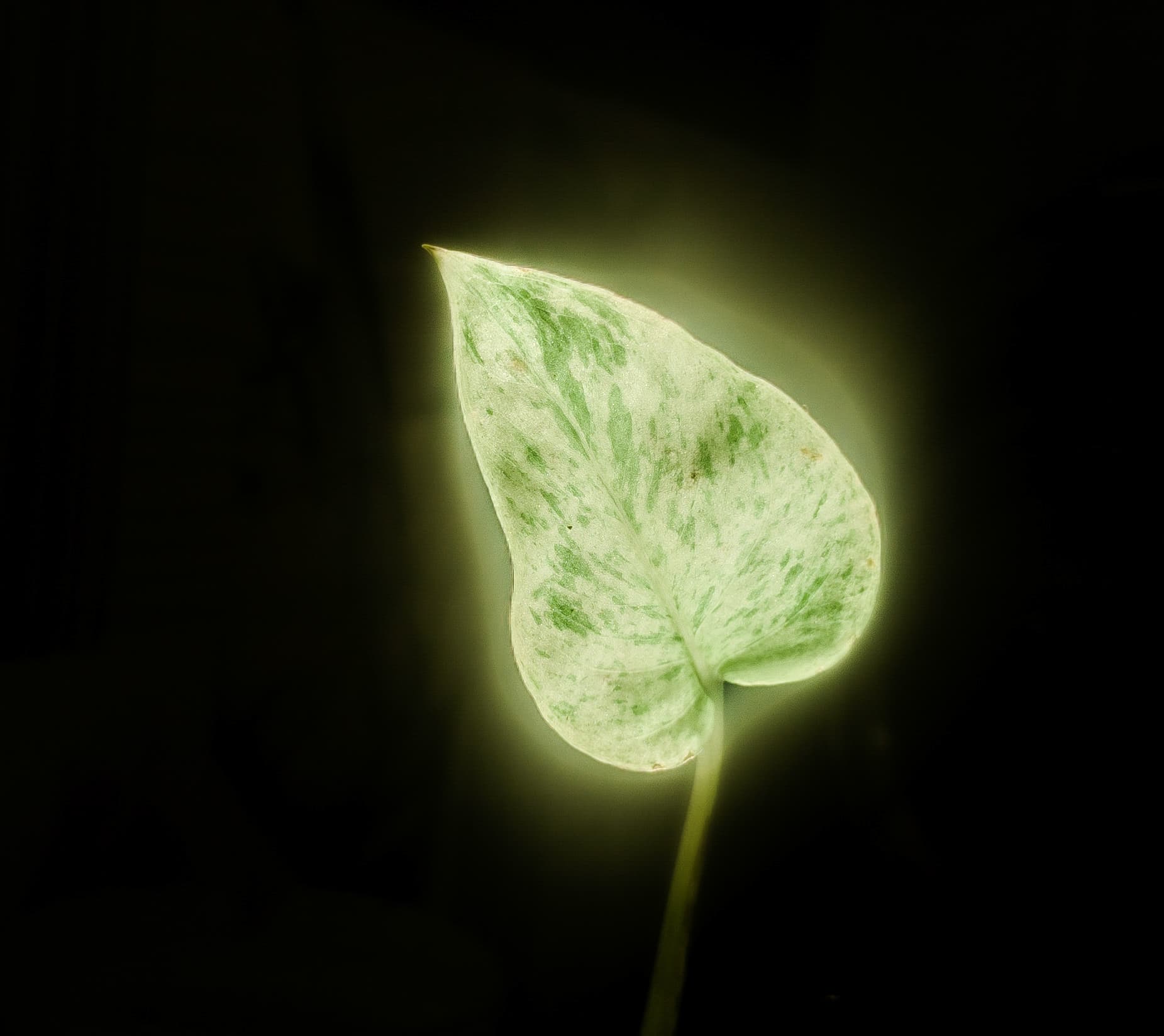 Ethereal Illumination